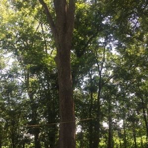 Meet your Posher, Lonzo